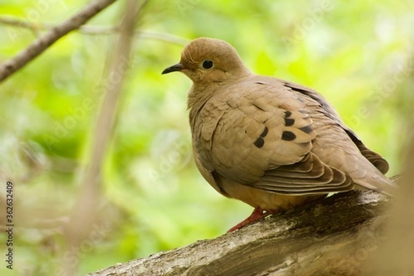 Obraz Mourning dove