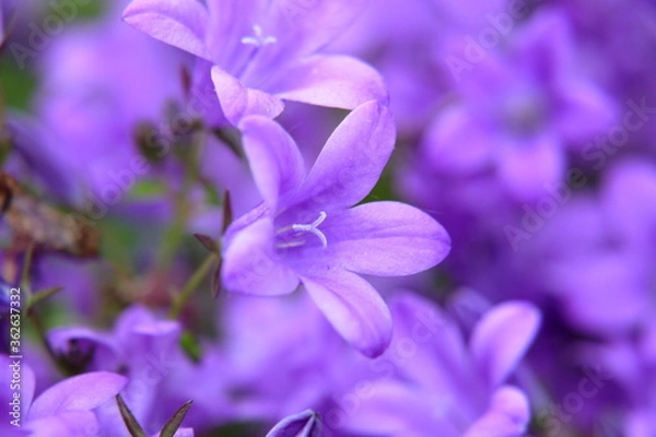 Obraz Closeup on campanula glomerata purple clustered flowers