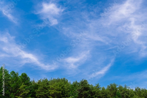 Fototapeta 山の木と青空