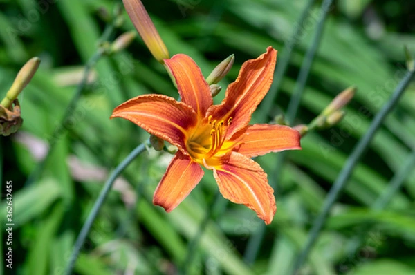 Obraz Hemerocallis fulva beautiful orange plants in bloom, ornamental flowering daylily flowers in natural parkland