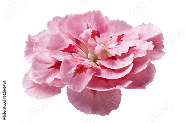 Fototapeta Flower on a white background for designers.