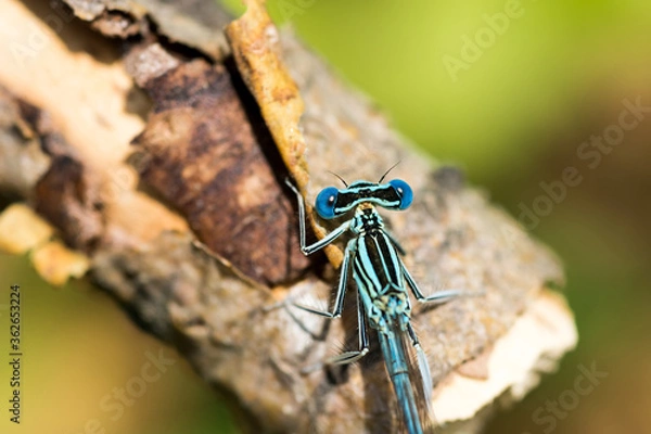 Obraz Blue dragonfly close-up.