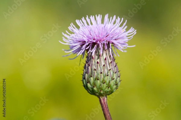 Obraz Thistle bud close-up.