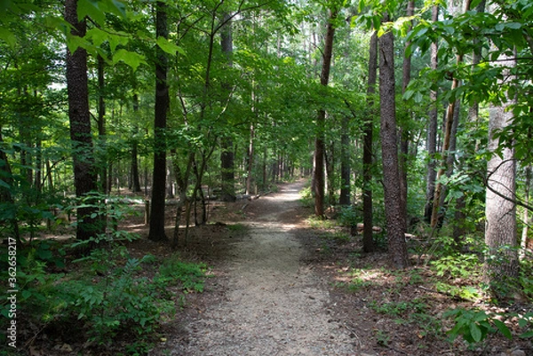 Obraz Trail in the Woods