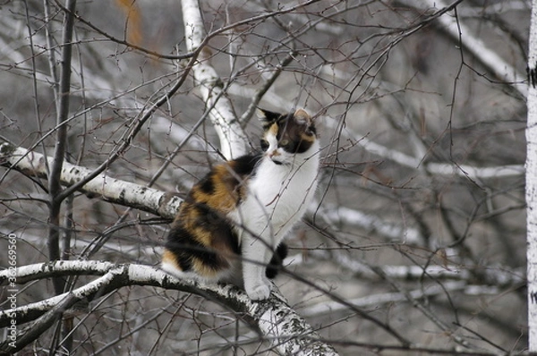 Obraz squirrel on tree