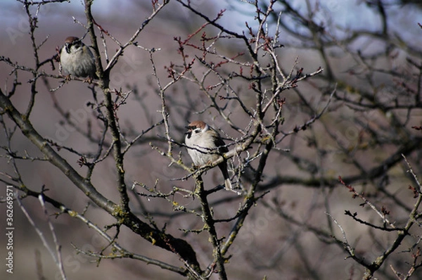 Obraz bird on a tree