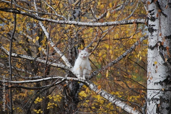 Obraz squirrel on tree