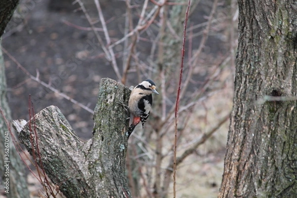 Obraz great spotted woodpecker