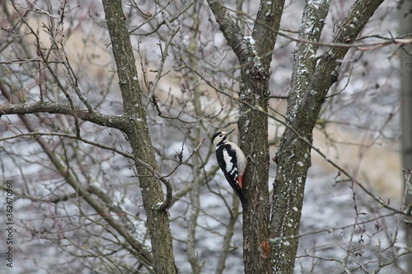 Obraz woodpecker on tree