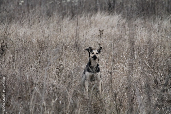 Obraz giraffe walking in the field