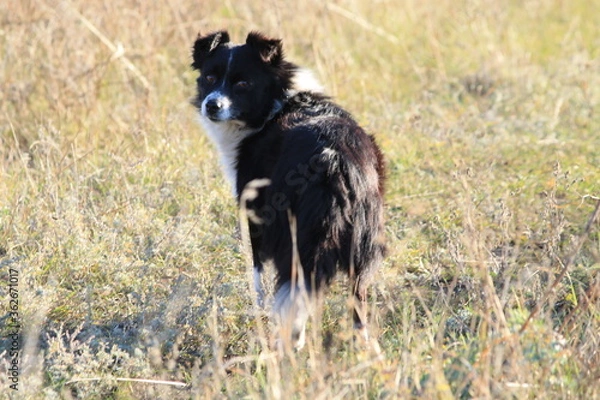 Obraz black dog running