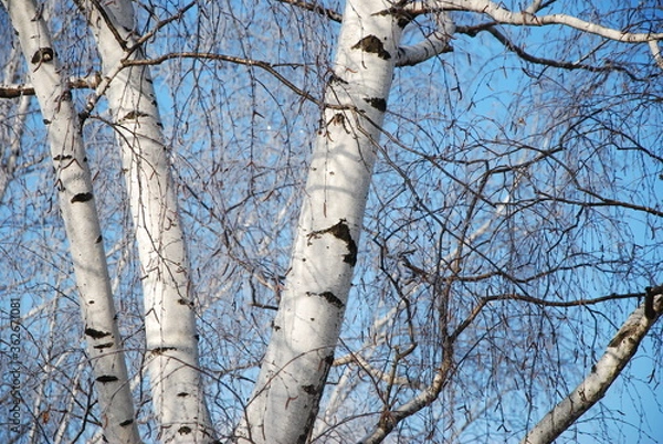 Obraz birch tree trunks