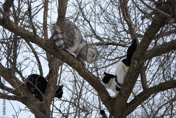 Obraz owl on a branch