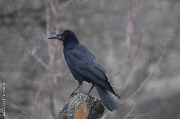 Obraz blackbird on the ground