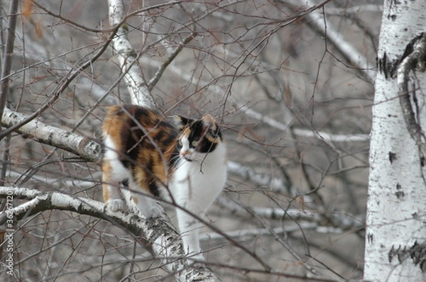 Obraz dog in the snow