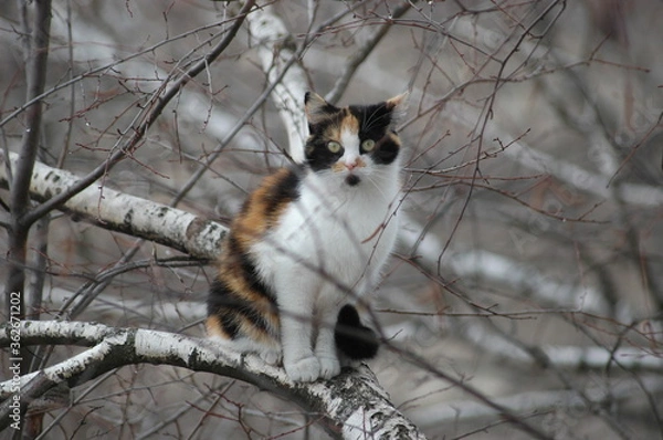 Obraz squirrel on a branch