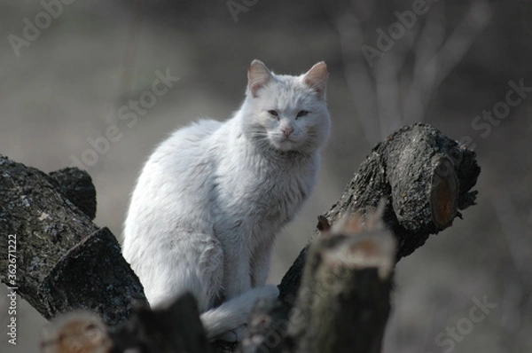Obraz cat on a branch