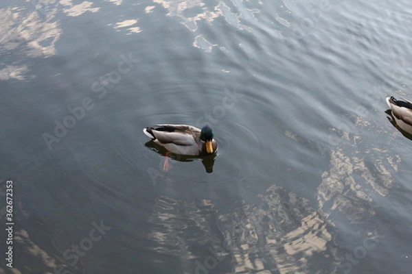 Obraz ducks in the lake