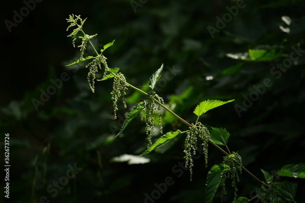 Obraz green leaves in the forest