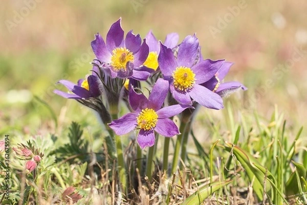 Obraz purple crocus flowers in spring