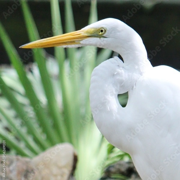 Fototapeta A large white egret is an exotic bird found throughout Florida. Tropical foliage can be seen in the background.