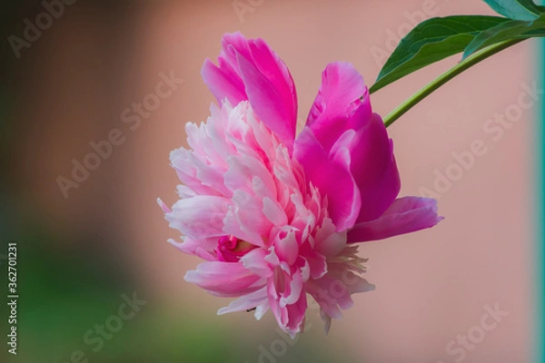 Obraz beautiful flower peony blows open pink red petals closeup spring nature plant
