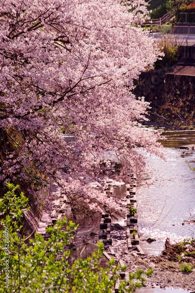 Obraz 日本の河川・桜の咲く春の川の風景