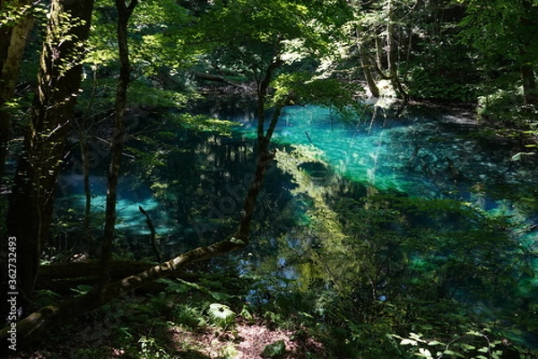 Fototapeta 青池　世界遺産　青森　秘境　白神山地　日本