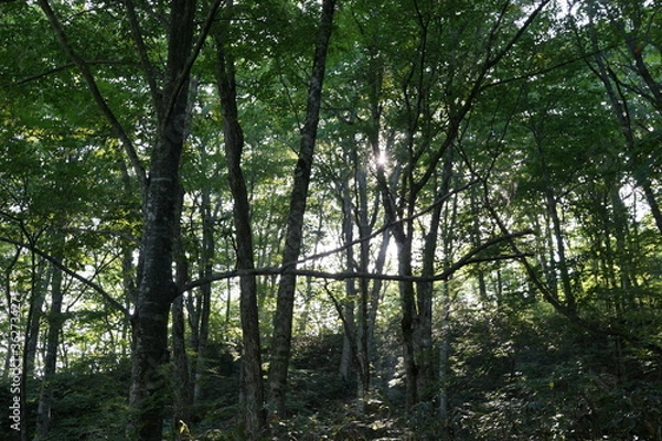 Fototapeta ブナの森　白神山地　夏休み　トレッキング　世界遺産