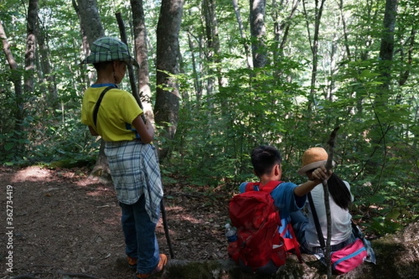 Fototapeta 白神山地　歩く　ハイキング　観光　トレッキング　世界遺産　森