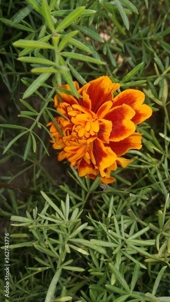 Fototapeta orange flower in the garden nature represented and small leaves