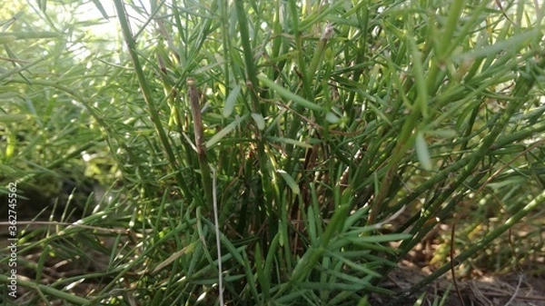 Fototapeta Grass from a low angle view and close-up 