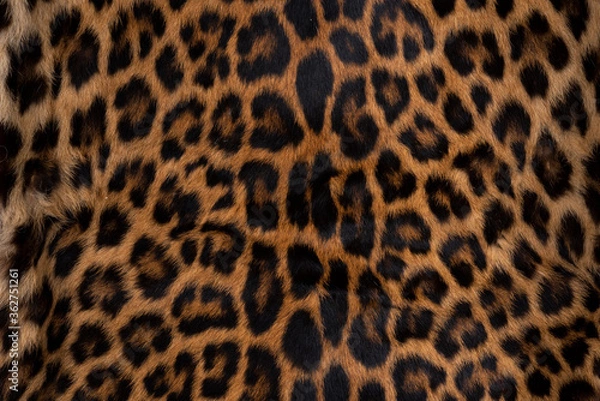Obraz Leopard skin texture : Close-up leopard spot pattern texture background.
