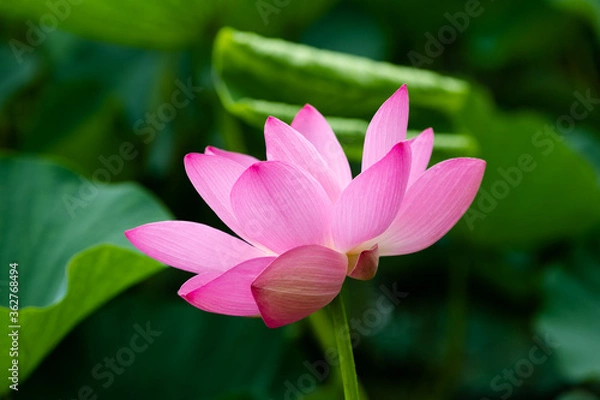 Fototapeta 蓮の花　埼玉県行田市　日本