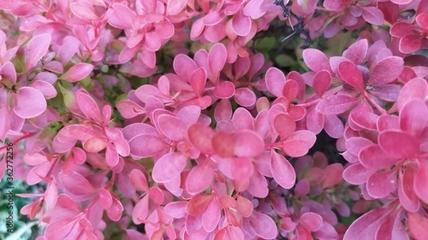 Obraz pink hydrangea flowers