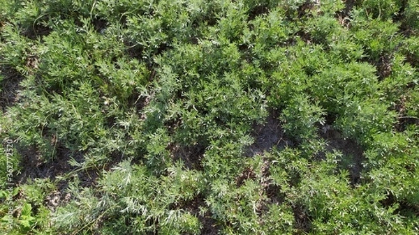 Obraz green moss on the ground