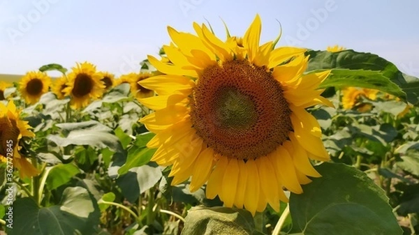 Obraz sunflower on a field