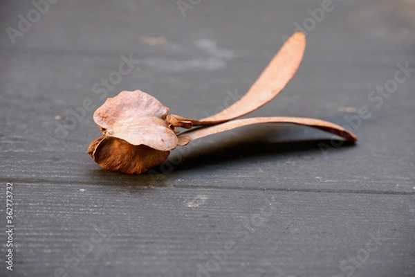 Obraz flying brown flower from forest apinau falled