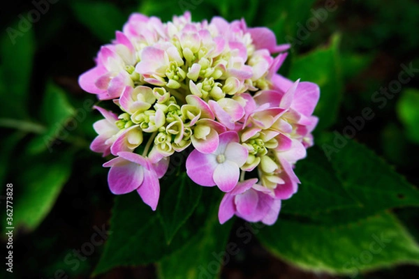 Obraz blooming pink violet and green flowers with green background