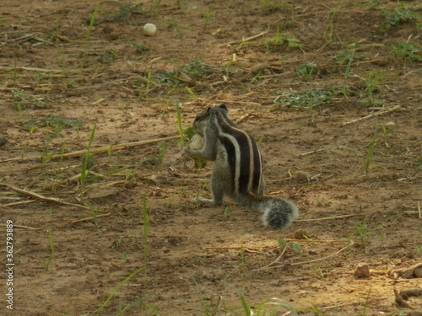 Obraz Squirrel eating food 