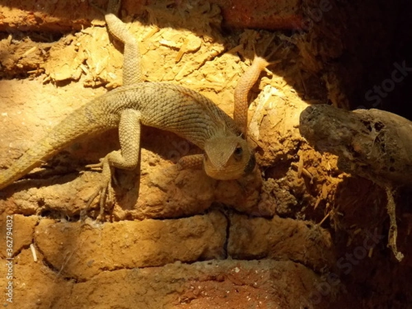 Obraz lizard on a stone