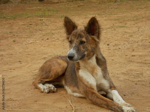 Obraz australian shepherd dog