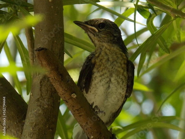 Obraz blackbird on a branch