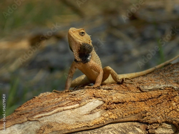 Obraz bearded dragon lizard