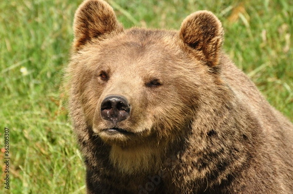 Obraz Brown bear portrait