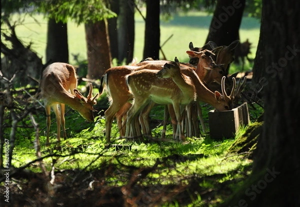 Obraz White-tailed deers
