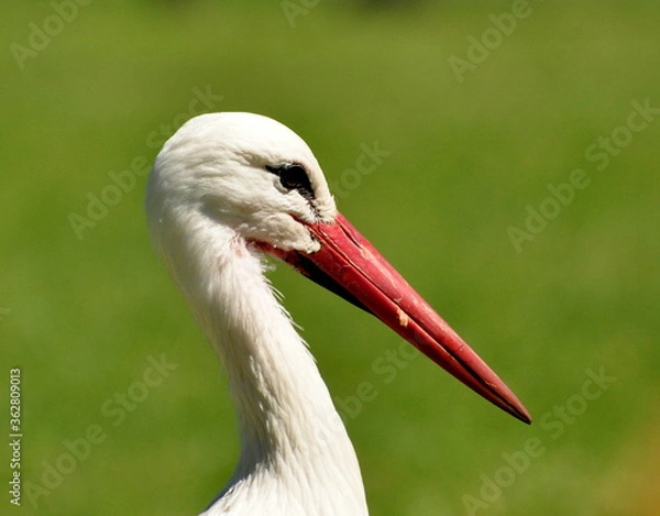 Obraz White stork