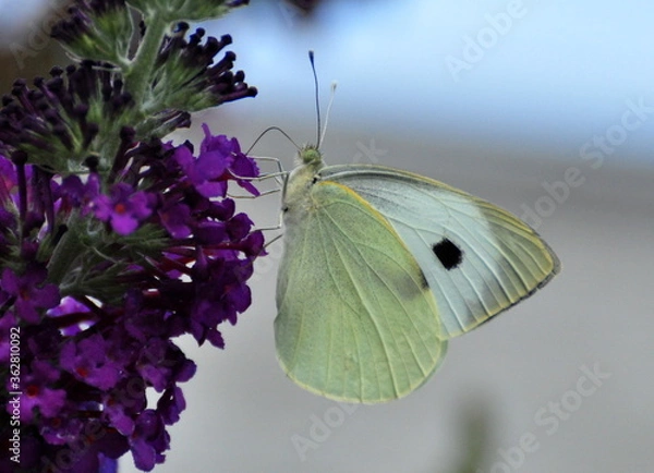 Obraz Butterfly on a flower
