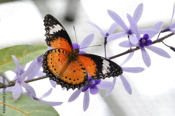 Obraz Butterfly on flower