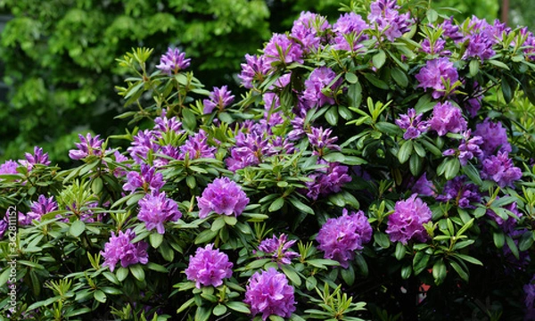 Obraz Blooming rhododendron